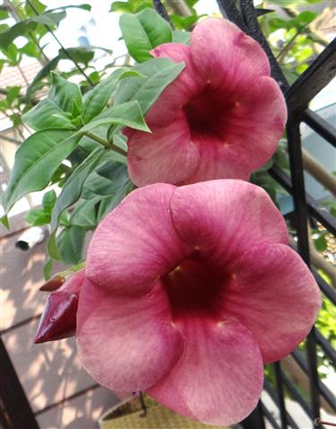 Allamanda blanchetii